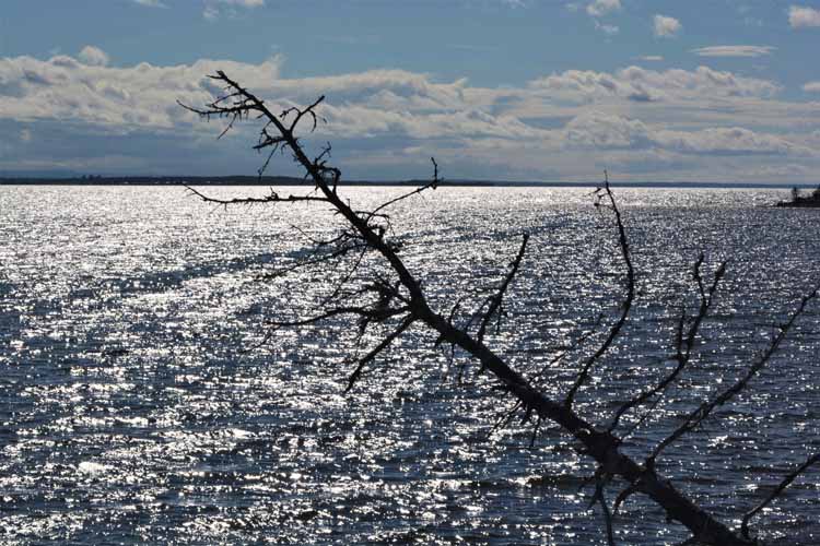 dead tree silhouette